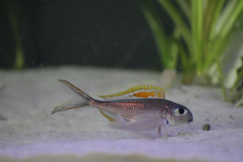 Xenotilapia nigrolabiata 'Chituta Bay'